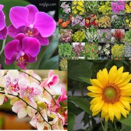 Plantas ornamentales y orquídeas