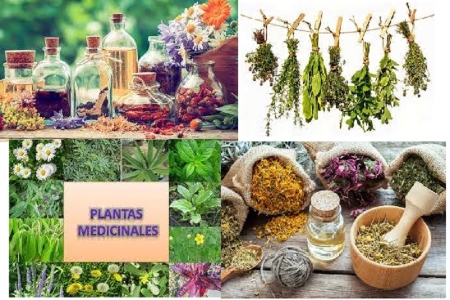 Hierbas Medicinales Compra Venta Ibarra